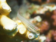 Blennies - Nalolo Blenny - Ecsenius nalolo