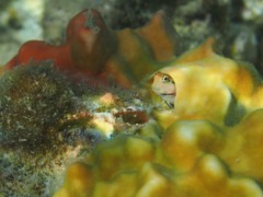 Blennies - Nalolo Blenny - Ecsenius nalolo