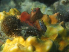 Blennies - Nalolo Blenny - Ecsenius nalolo