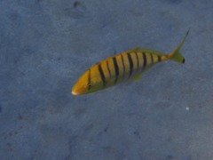 Jacks - Golden Trevally - Gnathanodon speciosis