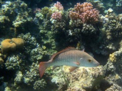 Snappers - Mangrove Snapper - Lutjanus argentimaculatus