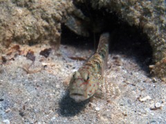 Gobies - Red Sea Shrimpgoby - Ctenogobiops maculosus