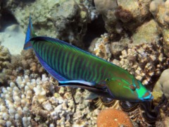 Wrasse - Ring Wrasse - Hologymnosus annulatus