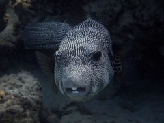 Pufferfish - Star Puffer - Arothron stellatus