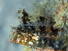 Blennies - Highfin fangblenny - Petroscirtes mitratus