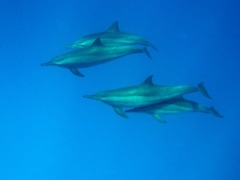 Dolphins - Spinner Dolphin - Stenella longirostris