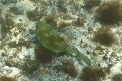 Trunkfish - Scrawled Cowfish - Acanthostracion quadricornis