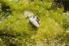 Crabs - Blue Legged Hermit Crab - Clibanarius tricolor