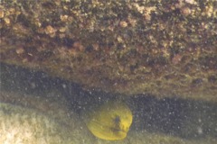 Moray - Green Moray - Gymnothorax funebris