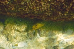 Moray - Green Moray - Gymnothorax funebris