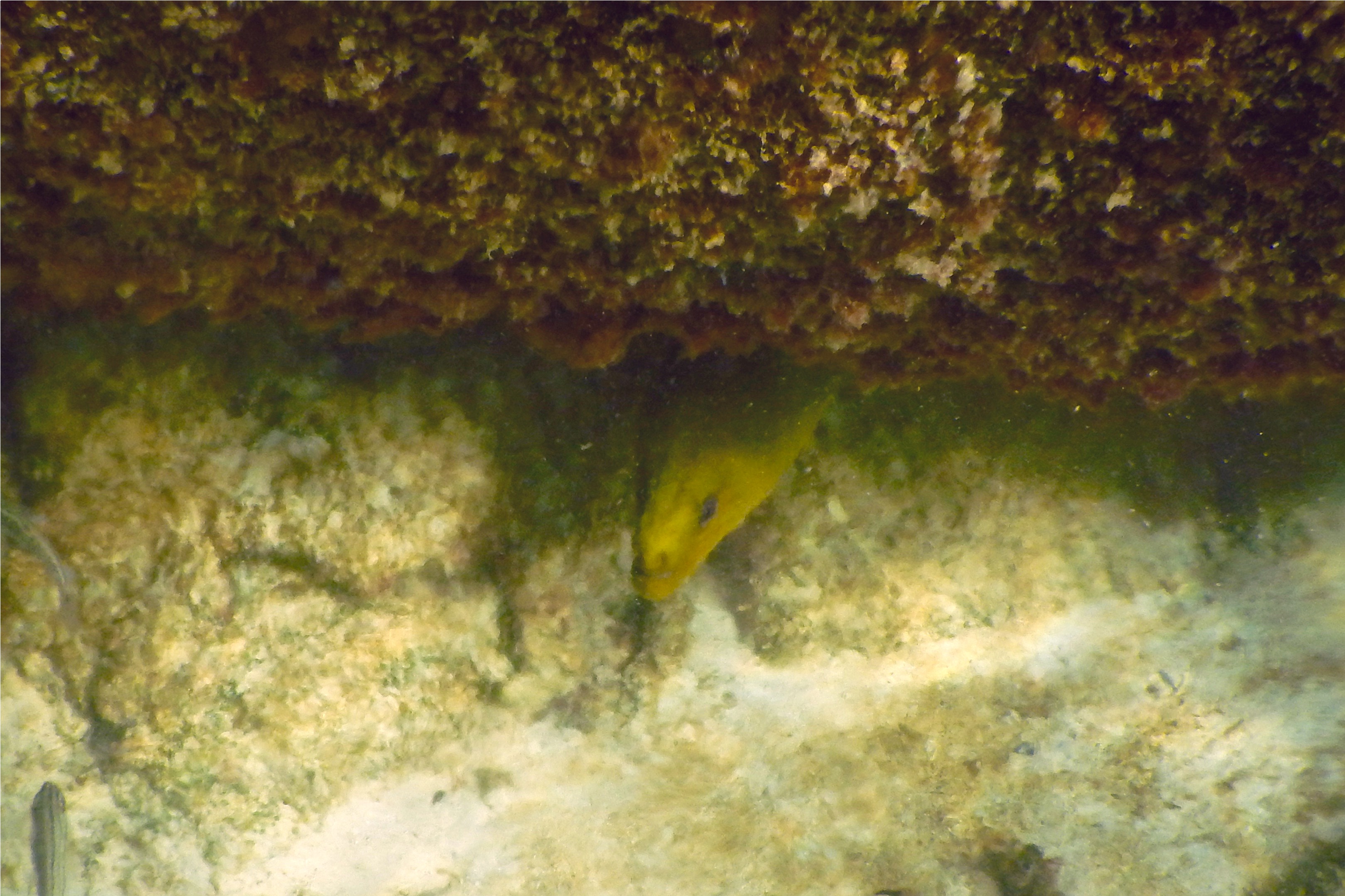 Moray - Green Moray - Gymnothorax funebris