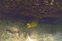 Moray - Green Moray - Gymnothorax funebris