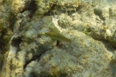 Wrasse - Blackear Wrasse - Halichoeres poeyi