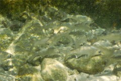 Threadfins - Barbu Threadfin - Polydactylus virginicus