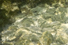 Threadfins - Barbu Threadfin - Polydactylus virginicus