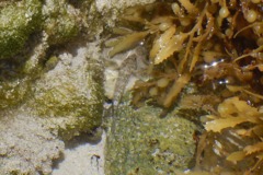 Gobies - Rockcut Goby - Gobiosoma grosvenori