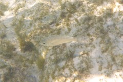 Mojarras - Flagfin Mojarra - Eucinostomus melanopterus