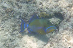 Triggerfish - Queen Triggerfish - Balistes vetula