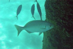 Chubs - Yellow Sea Chub - Kyphosus incisor