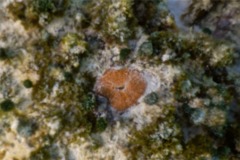 Limpets - Fleshy Cancellate Limpet - Lucapina suffusa