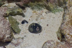 Sea Snails - Checkered Nerite - Nerita tessellata