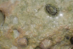 Limpets - Black-ribbed Limpet - Lottia leucopleura