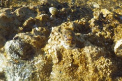 Sea Snails - Bleeding Tooth Nerite - Nerita peleronta