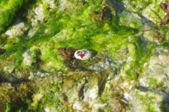 Limpets - Narrow Keyhole Limpet - Fissurella angusta