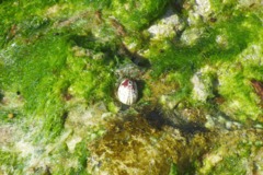 Limpets - Narrow Keyhole Limpet - Fissurella angusta