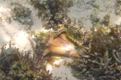 Sea Snails - Queen Conch - Strombus gigas