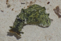 Sea Hare - Spotted Sea Hare - Aplysia dactylomela