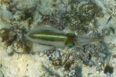 Squid - Caribbean Reef Squid - Sepioteuthis sepioidea