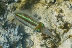 Squid - Caribbean Reef Squid - Sepioteuthis sepioidea