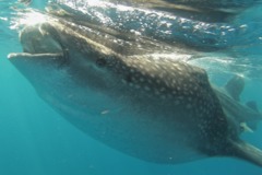 Sharks - Whale Shark - Rhincodon typhus