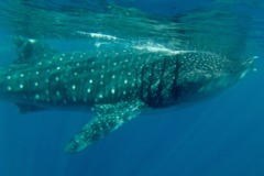 Sharks - Whale Shark - Rhincodon typhus