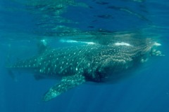 Sharks - Whale Shark - Rhincodon typhus