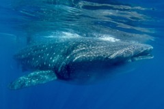 Sharks - Whale Shark - Rhincodon typhus