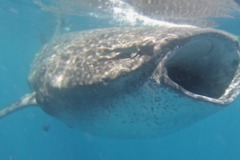 Sharks - Whale Shark - Rhincodon typhus