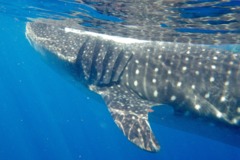 Sharks - Whale Shark - Rhincodon typhus