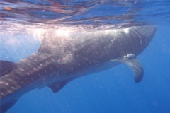 Sharks - Whale Shark - Rhincodon typhus