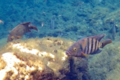 Cichlids - Mayan Cichlid - Cichlasoma urophthalamus