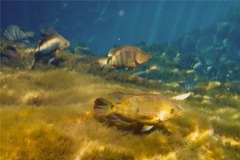 Cichlids - Mayan Cichlid - Cichlasoma urophthalamus