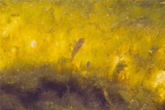 Guppies - Millionfish Guppy - Poecilia reticulata