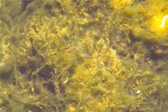 Guppies - Millionfish Guppy - Poecilia reticulata