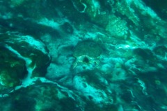 Turtles - Mesoamerican Slider - Trachemys scripta venusta