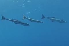 Remoras - Live sharksucker(Striped Remora) - Echeneis naucrates