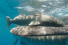 Remoras - Live sharksucker(Striped Remora) - Echeneis naucrates