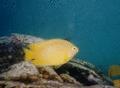 Damselfish - Sulphur Damselfish - Pomacentrus sulfureus