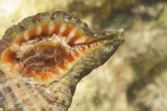 Sea Snails - Gold Mouth Triton - Cymatium nicobaricum