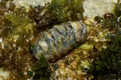 Chiton - Rough-girdled Chiton - Ceratozona hemphii